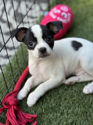 Geoffrey Chaucer Chihuahua Dog