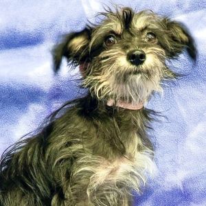 SUMMIT, Adult Female Terrier