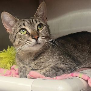 Taffy, Adult Female Domestic Short Hair