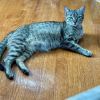 Taffy photo 3
