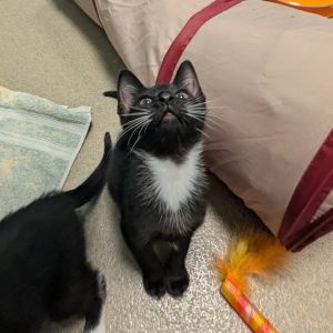 Soup, Baby Male Domestic Short Hair