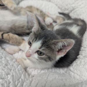 Lima, Baby Male Domestic Short Hair