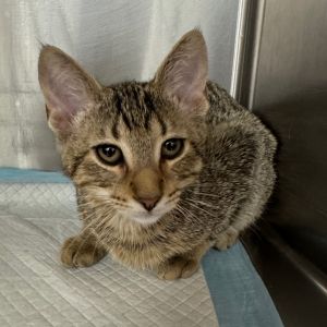 Anton, Baby Male Domestic Short Hair
