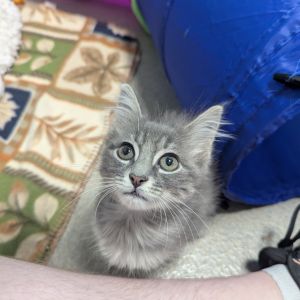 Stonefur, Baby Male Domestic Long Hair