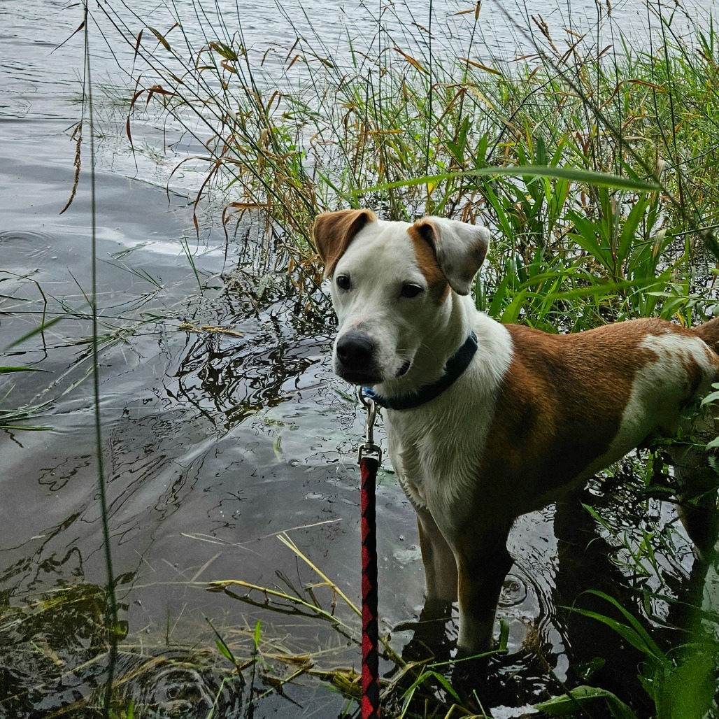 Phineas