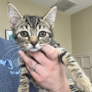 Lyft, Baby Female Domestic Short Hair