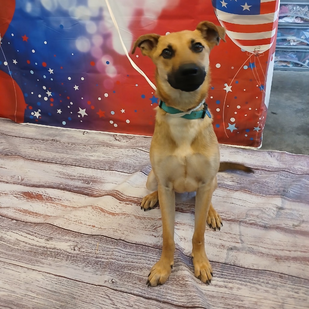 Oogie, an adoptable Shepherd, Mixed Breed in Show Low, AZ, 85901 | Photo Image 1