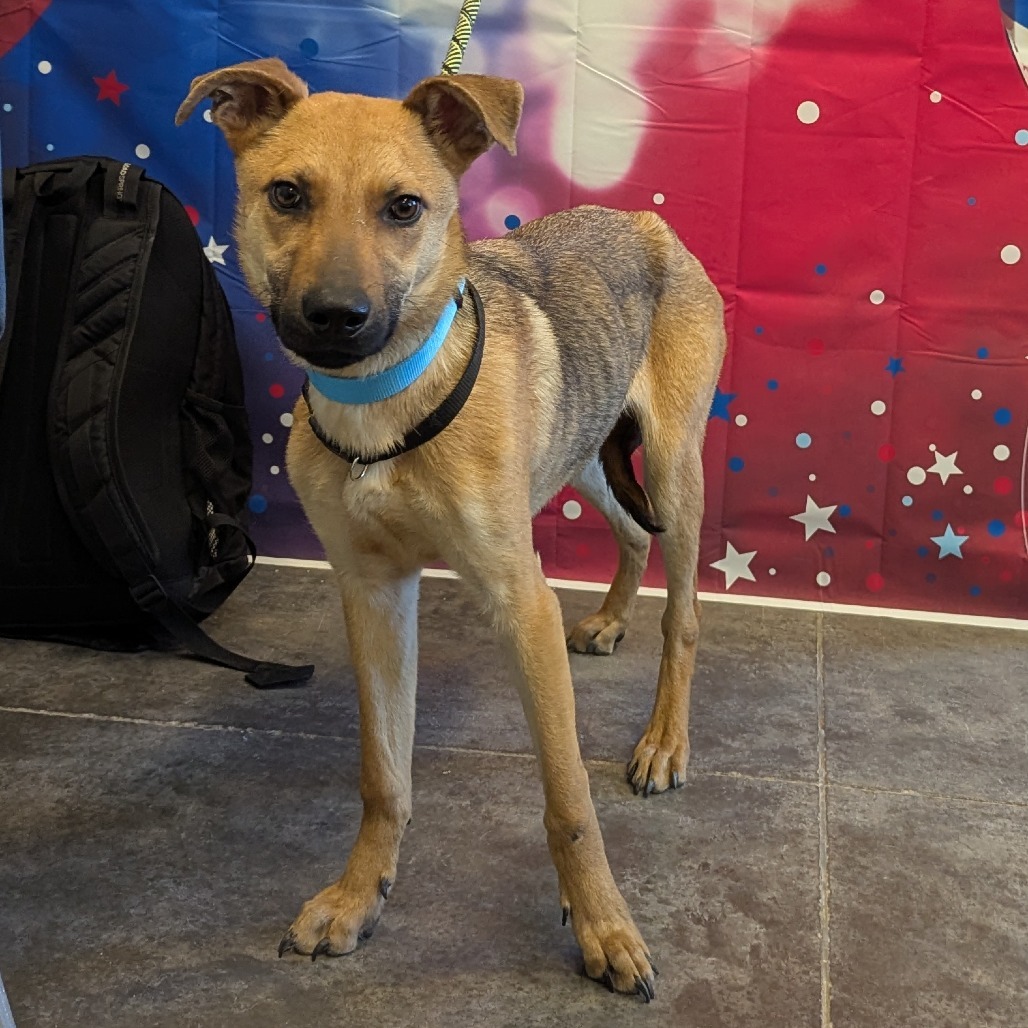 Oogie, an adoptable Shepherd, Mixed Breed in Show Low, AZ, 85901 | Photo Image 2