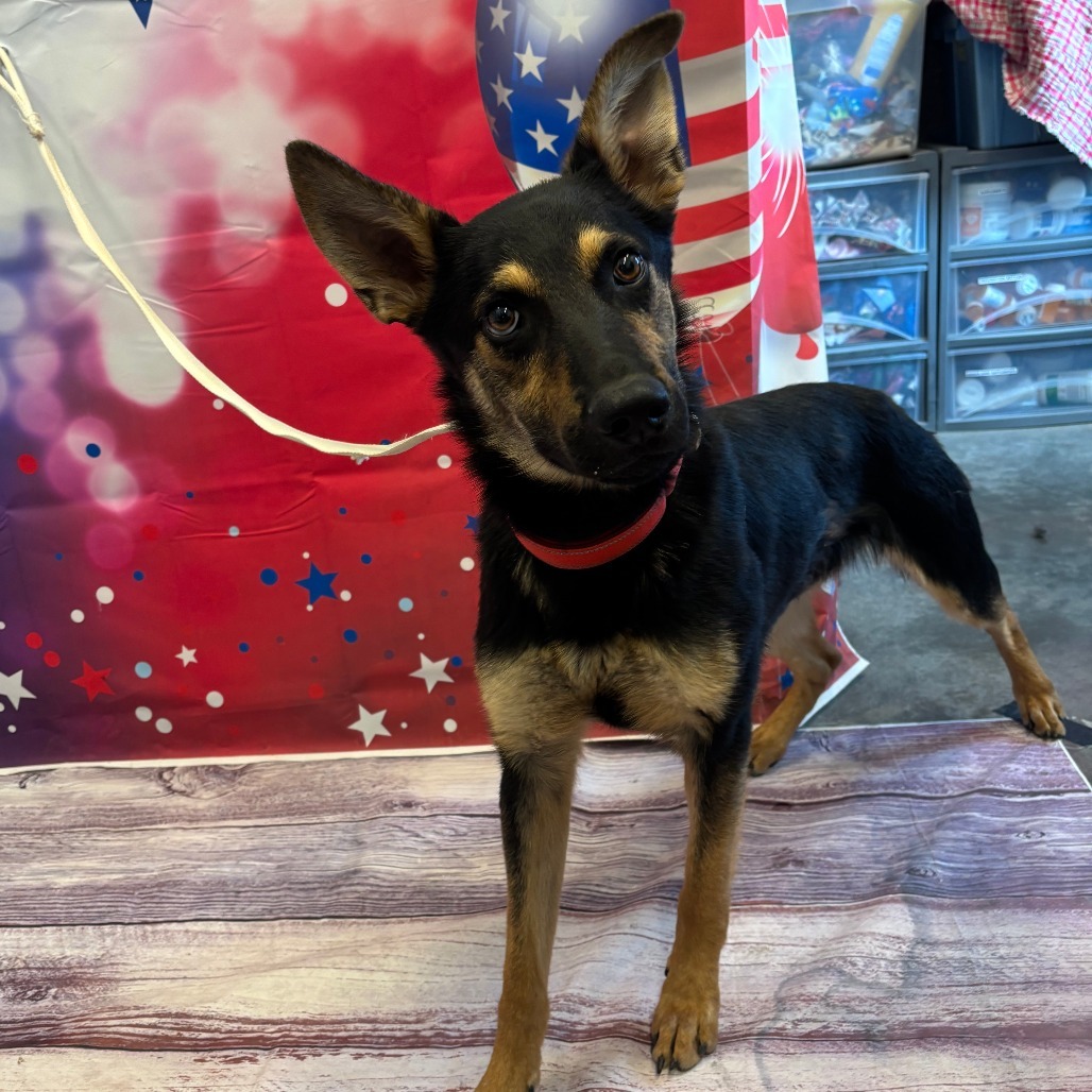 Boogie, an adoptable Shepherd, Mixed Breed in Show Low, AZ, 85901 | Photo Image 1