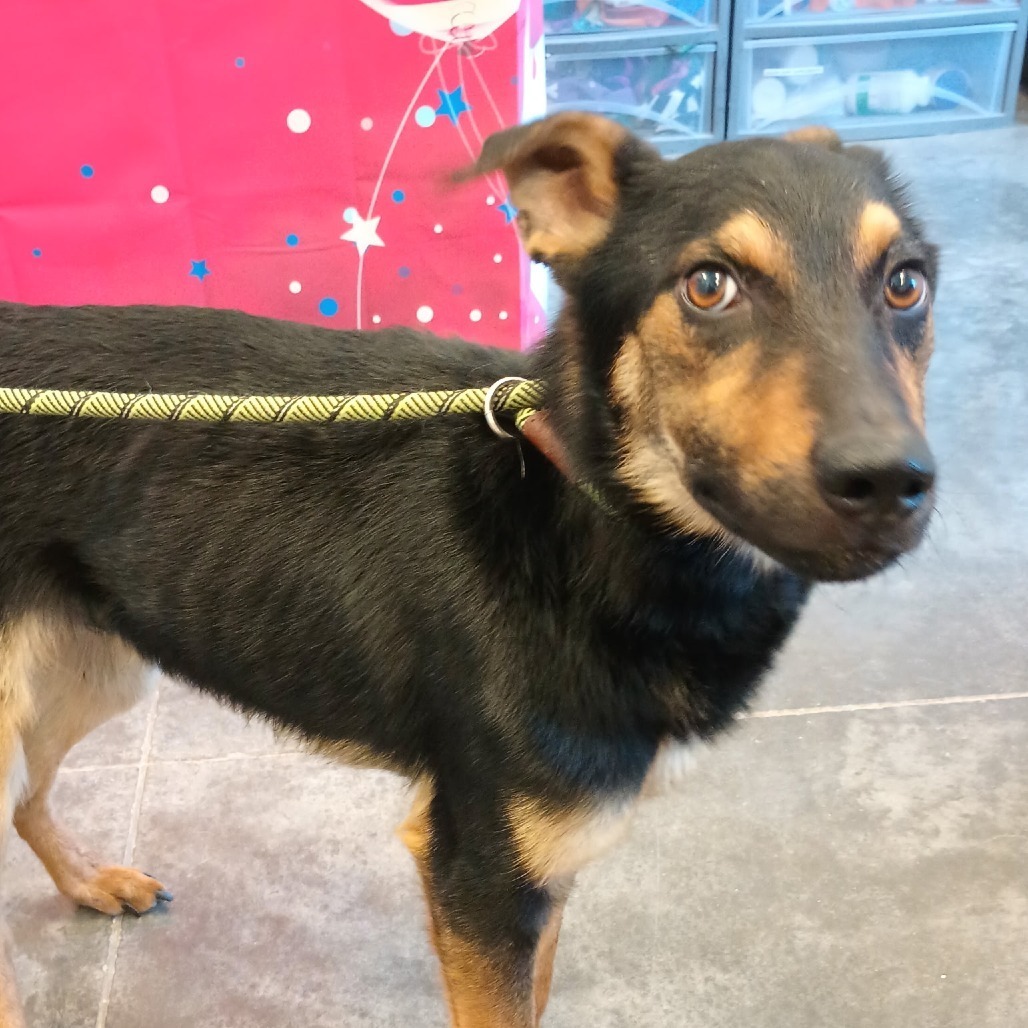 Boogie, an adoptable Shepherd, Mixed Breed in Show Low, AZ, 85901 | Photo Image 2