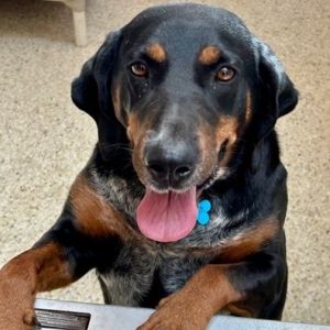 Sparkler, Adult Female Hound