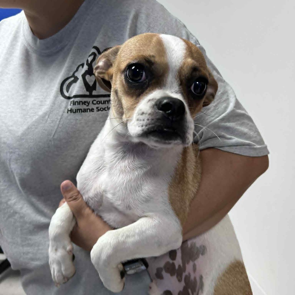 Gizmo, an adoptable Pug, Beagle in Garden City, KS, 67846 | Photo Image 1