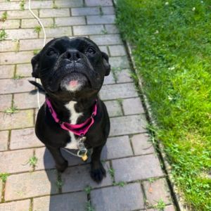 Minnie Mouse, Baby Female Boxer
