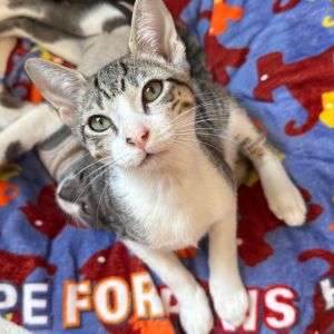 Termite Domestic Short Hair Cat