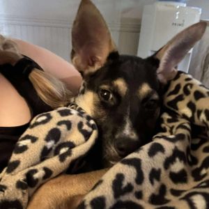 Squirrel German Shepherd Dog Dog