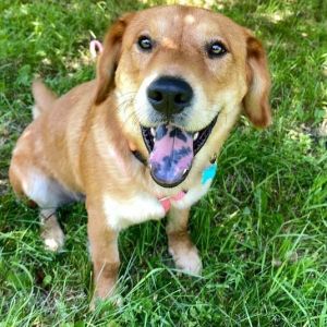 Rome, Adult Male Mixed Breed