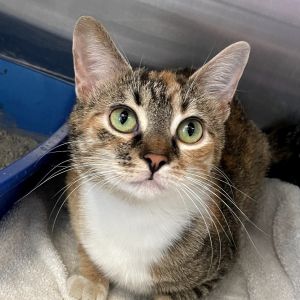 Martini, Young Female unknown