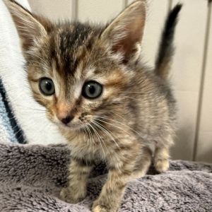 Dont let her tiny size fool you-Newport is a pocket-sized powerhouse of fun and