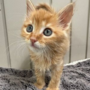 Meet Huntington a fluffy ball of sunshine wrapped in orange tabby fur This swe