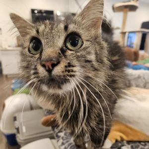 Avalon Domestic Medium Hair Cat