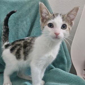 Jelly Domestic Short Hair Cat