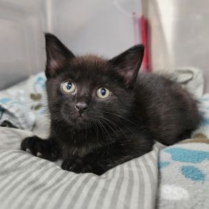 Turkey, Baby Male Domestic Short Hair