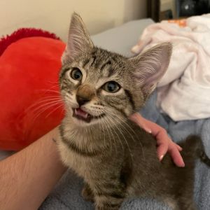 Ashton, Baby Male Domestic Short Hair
