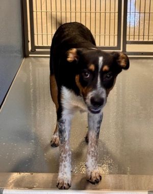 OSCAR, Young Male Australian Cattle Dog / Blue Heeler