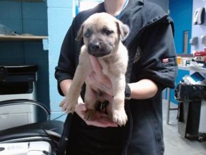 TOPAZ, Baby Male Pit Bull Terrier