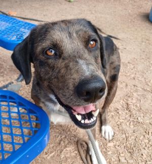 VALLEY, Young Male Catahoula Leopard Dog