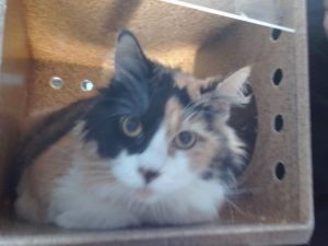 EDA GORDITA, Adult Female Domestic Long Hair