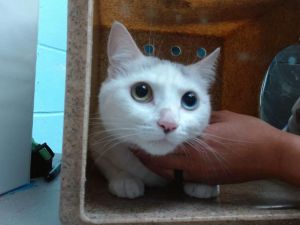 MUSHU, Adult Female Domestic Short Hair