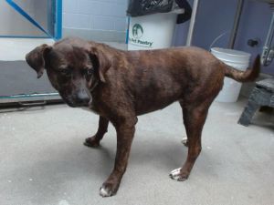PATRICIA, Adult Female Labrador Retriever