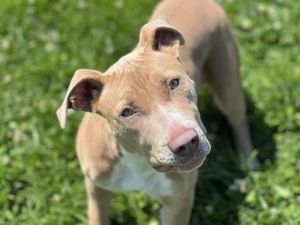 ABBY, Young Female Pit Bull Terrier
