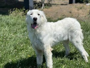 ALBERT EINSTEIN, Young Male Great Pyrenees