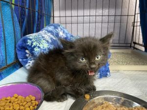 CHEF, Baby Male Domestic Medium Hair