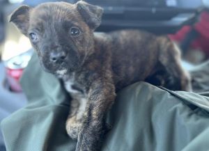 REPTAR, Baby Male Dutch Shepherd