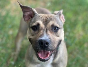 ALICE, Young Female Pit Bull Terrier