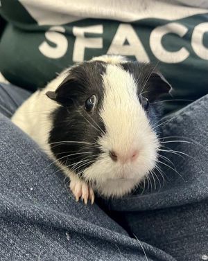 Spice up your life with guinea pigs Cumin and Tumeric will add just the right seasoning to your fam