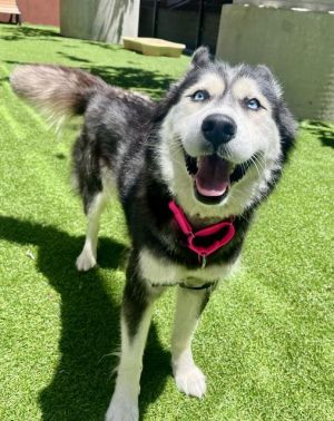 Lovable Zara is just as sweet as she is stunning With dazzling blue eyes a shiny coat and a heart