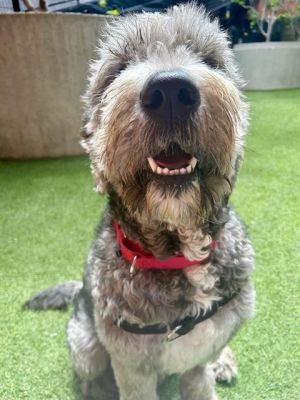 Darling Dilbert is giving us DoodleMania This sweet oversized 73lb mop came to our shelter as a