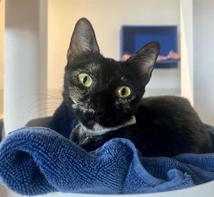 ROMA Domestic Short Hair Cat