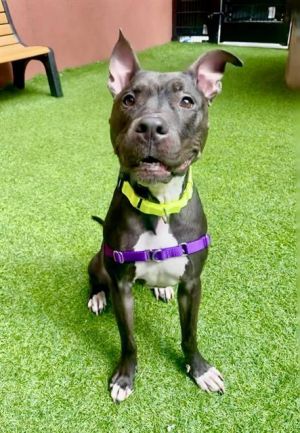 Slinky Minky is a vivacious and vibrant young dog who is looking for some lucky folks to enjoy the s