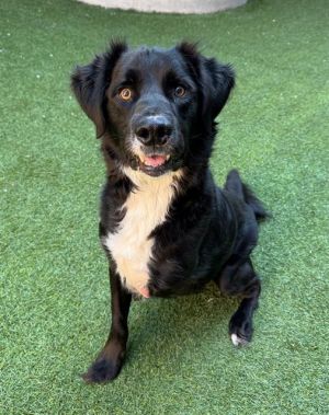 Chip is ready to hop on into your heart This fun-loving tripod doesnt let his three legs slow him 