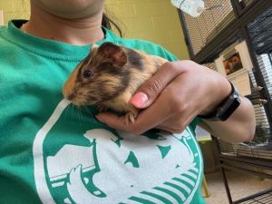 SWEEPER, Young Female Guinea Pig
