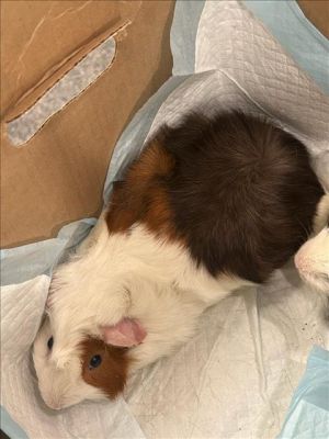 DALE, Adult Male Guinea Pig