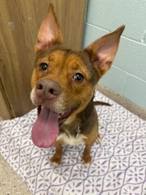 COCO, Adult Female Pit Bull Terrier