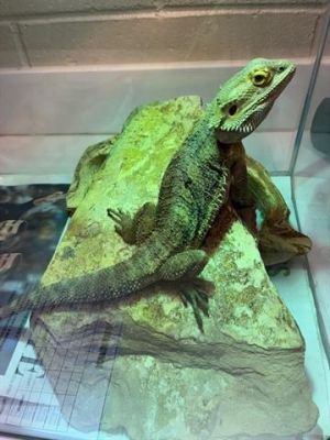 BRUTUS, Adult Unknown unknown