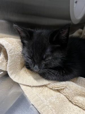 RAPHAEL, Baby Male Domestic Short Hair