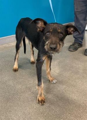 MANNIE, Young Male Manchester Terrier